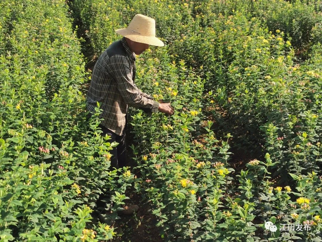 致富种植火龙珠视频_致富种植火龙珠怎么样_火龙珠种植致富