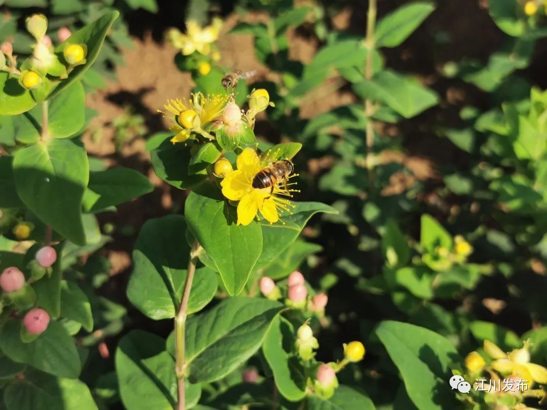 致富种植火龙珠怎么样_致富种植火龙珠视频_火龙珠种植致富