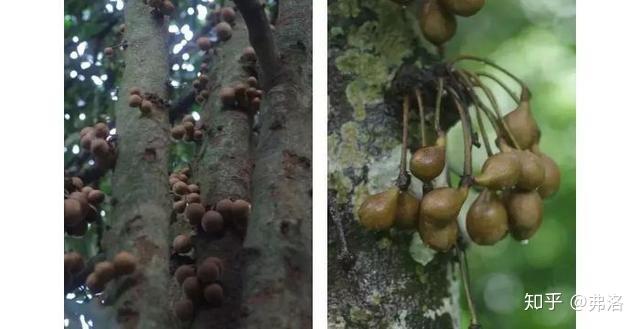 柠檬树的种植技术_柠檬树种植方法和注意事项_柠檬树种植方法视频