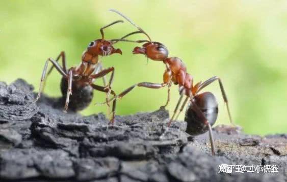 黑蚂蚁的养殖技术_养蚂蚁全部视频_蚂蚁养殖