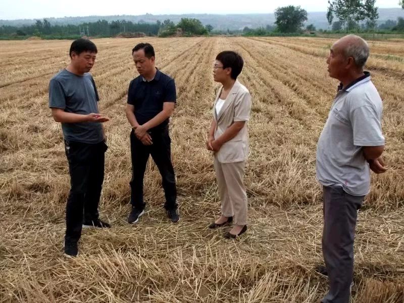 地黄种植专业合作社简介_种地养殖赚钱么_农业致富养殖地黄