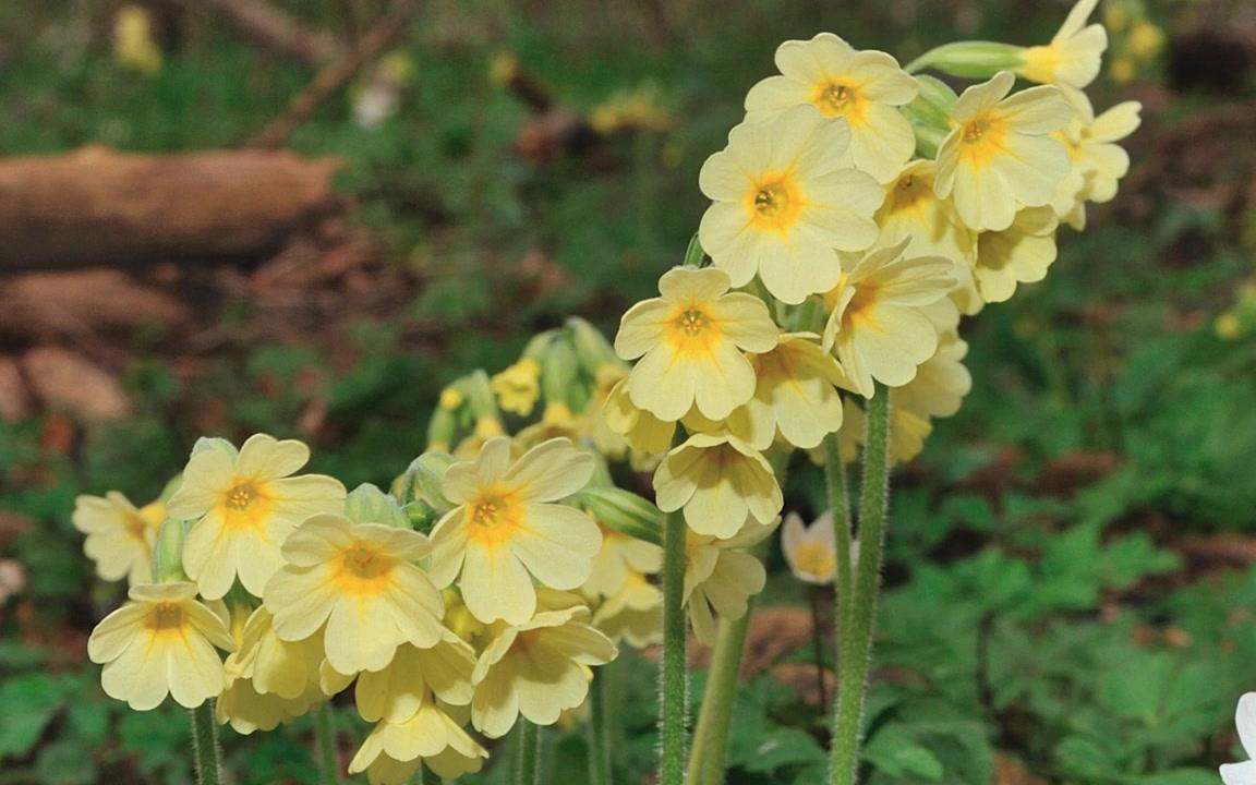 黄花九轮草护肤的功效(黄花九轮草护肤：美白祛斑、淡化细纹、保湿补水)