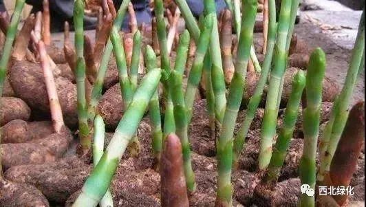繁殖饲养基本知识_养殖繁育_繁殖有养殖技术