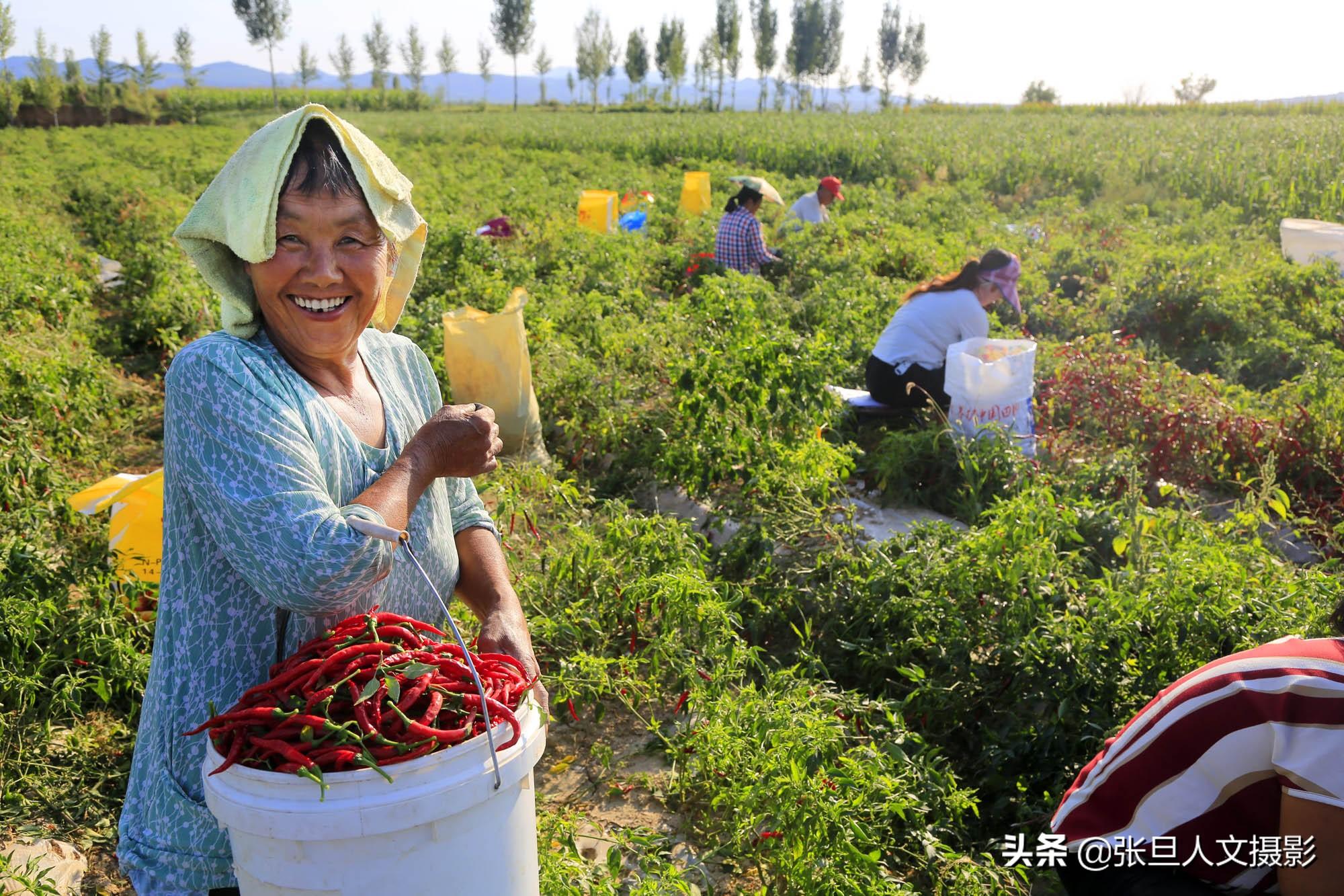 山西农村大妈不种粮食改种红辣椒 一年脱贫就致富 听她是这样说