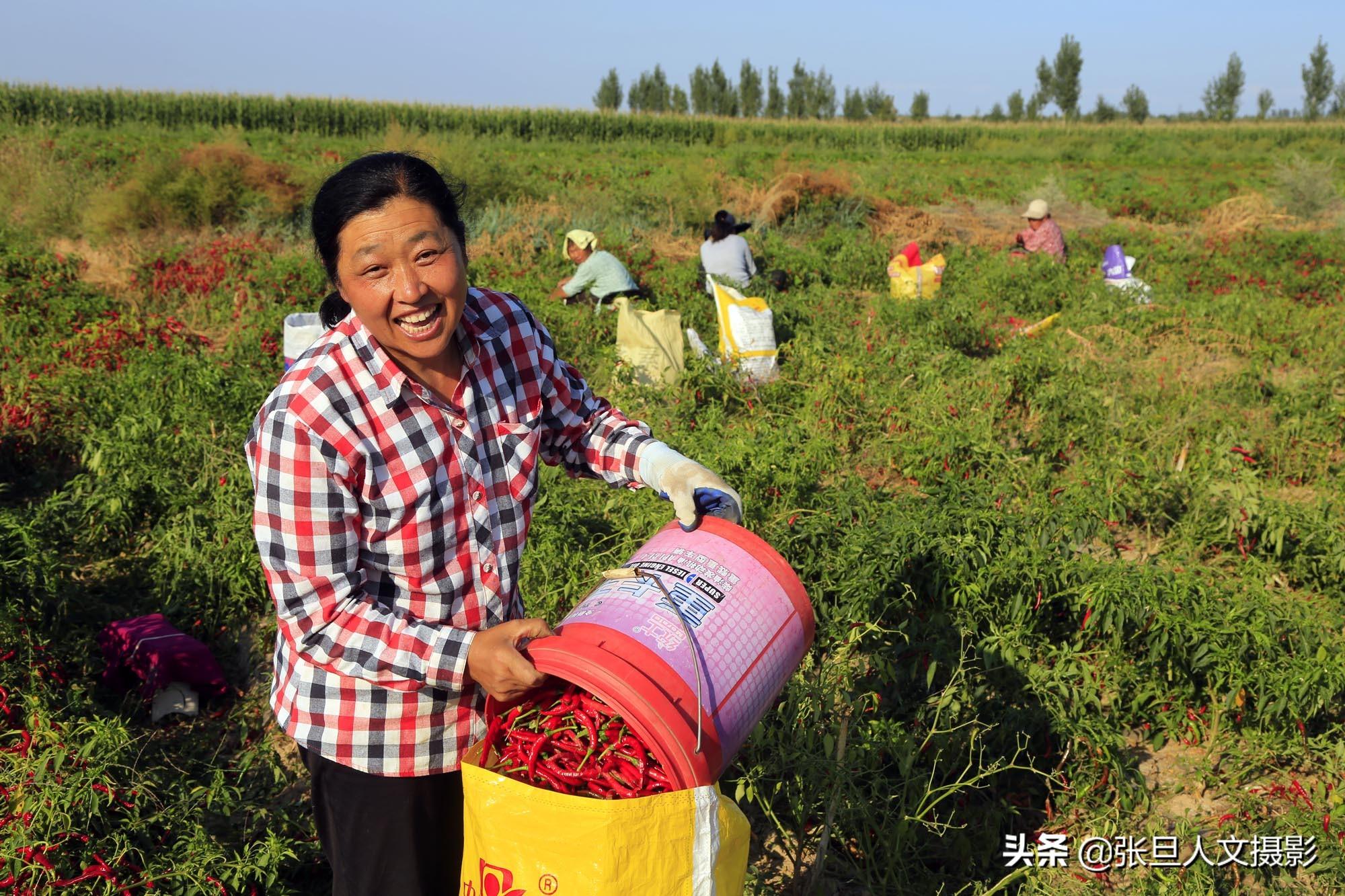 种植青椒前景及利润怎样_种植青椒致富故事_致富青椒种植故事