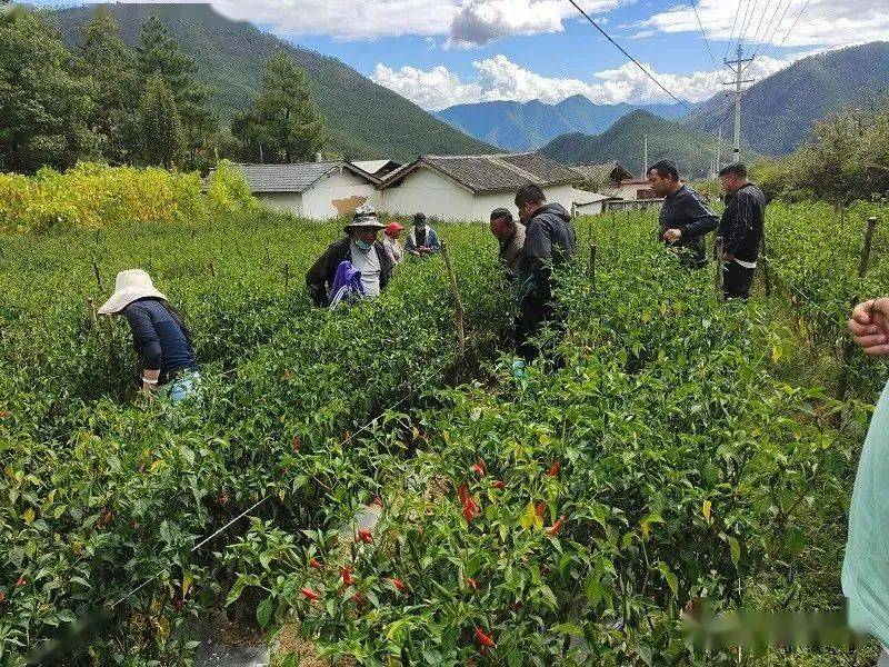 致富青椒种植故事_种植青椒致富故事_青椒种植利润