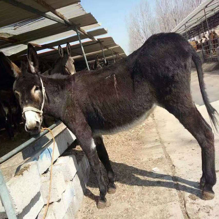 驴养殖技术视频_驴的养殖与肉用_肉驴养殖技术