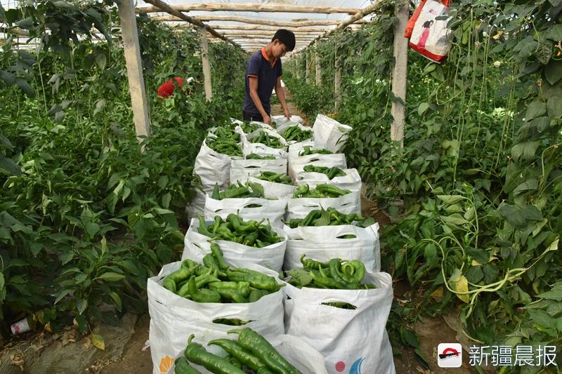 种植青椒前景及利润怎样_种植青椒致富故事_致富青椒种植故事视频