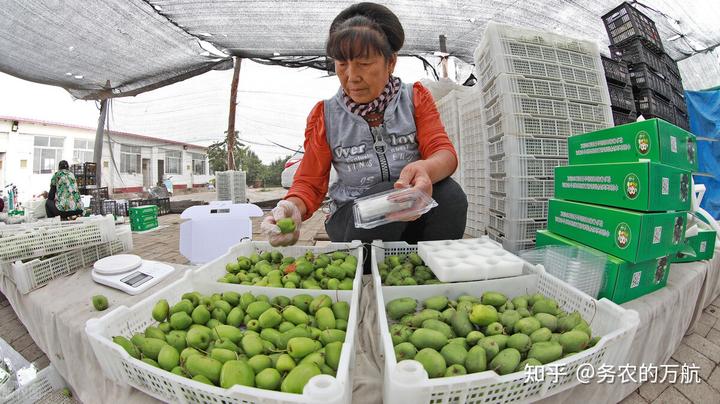 全国致富树种植_种植致富业_致富经种树的创业项目