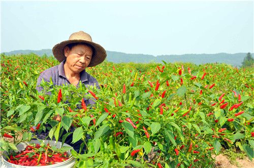 致富青椒种植故事简介_青椒种植利润_种植青椒致富故事