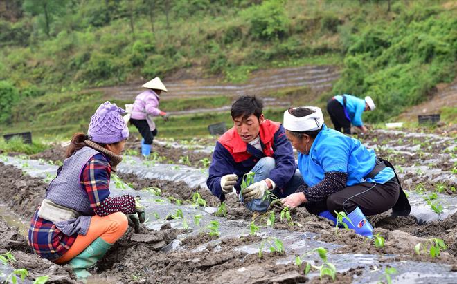 致富青椒种植故事简介_种植青椒致富故事_青椒种植利润