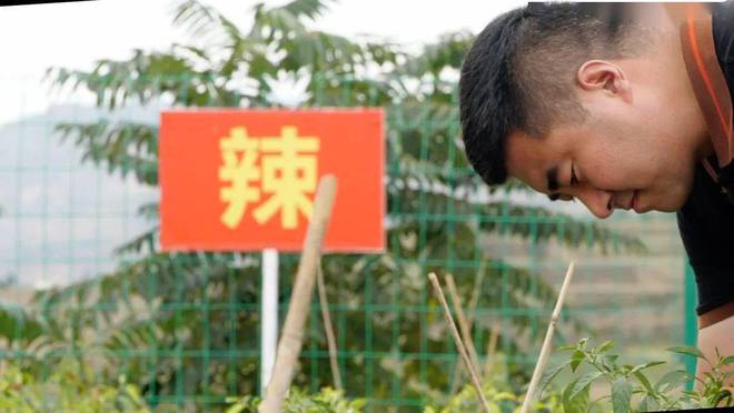 青椒种植利润_致富青椒种植故事简介_种植青椒致富故事