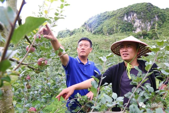 致富经果树种植视频_致富金果种植视频_致富经种苹果视频