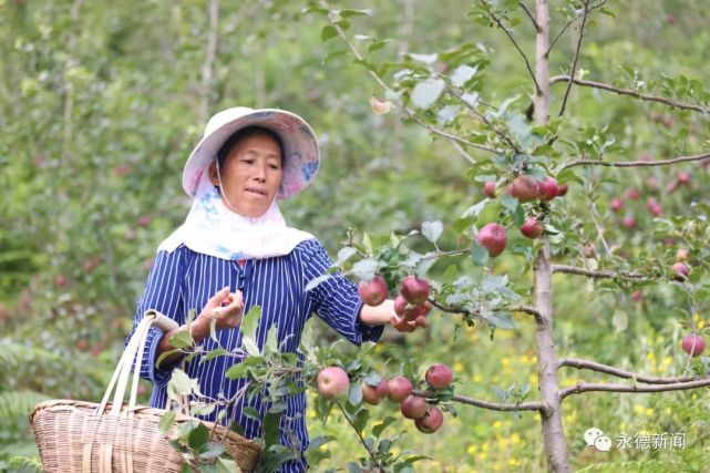 致富经果树种植视频_致富金果种植视频_致富经种苹果视频