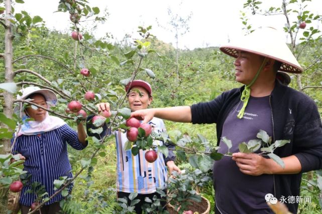 致富经果树种植视频_致富经种苹果视频_致富金果种植视频