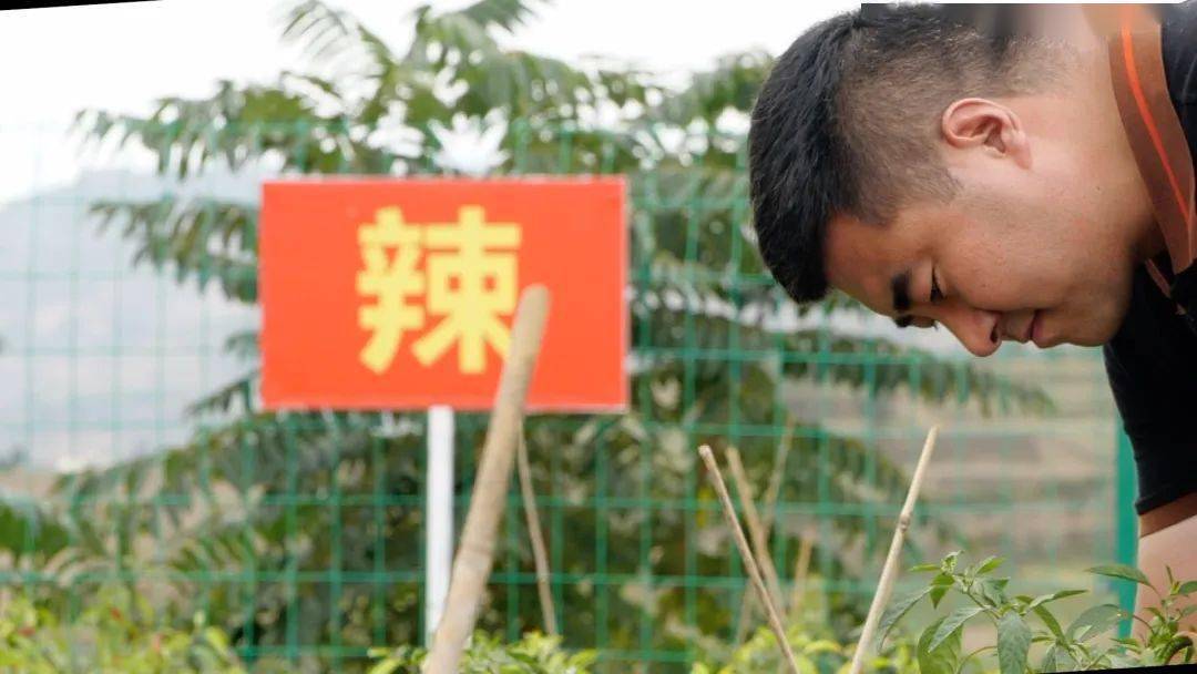 种植青椒致富故事_致富青椒种植故事简介_致富青椒种植故事