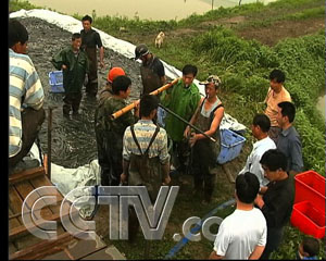 视频致富养殖鳜鱼是真的吗_致富经养殖鳜鱼视频_养殖鳜鱼技术