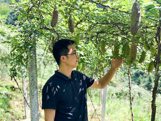 视频致富种植金果是真的吗_致富金果种植视频_致富经种苹果视频