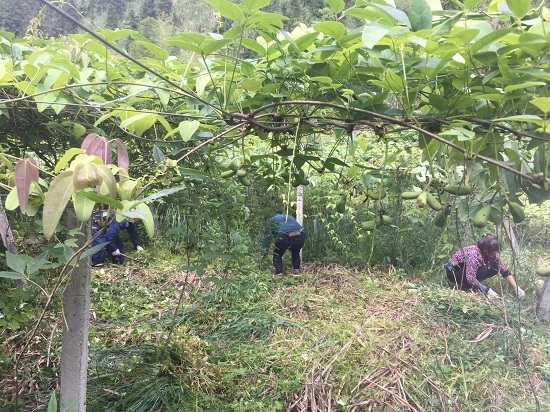 视频致富种植金果是真的吗_致富金果种植视频_致富经种苹果视频