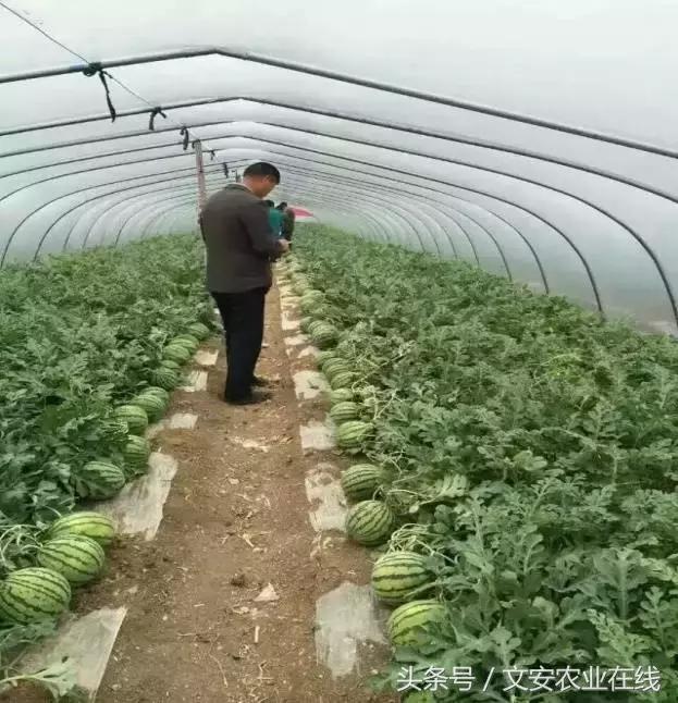 西瓜全程种植技术方案