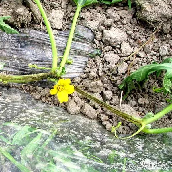 西瓜全程种植技术方案