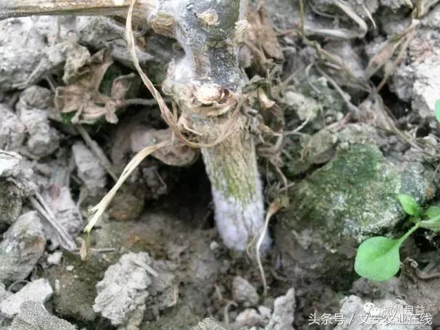 西瓜全程种植技术方案