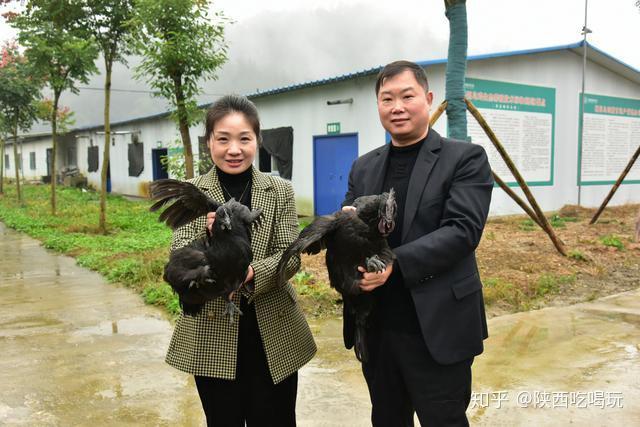 乌骨鸡养殖成本与利润_乌骨鸡养殖致富_致富养殖乌骨鸡视频