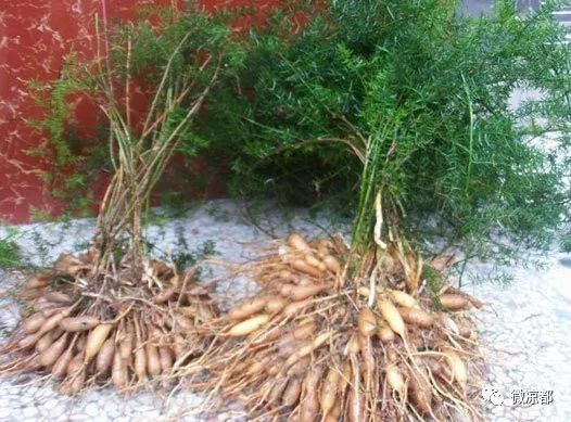 天冬种植致富_天冬种植成本及利润_天冬种植前景如何