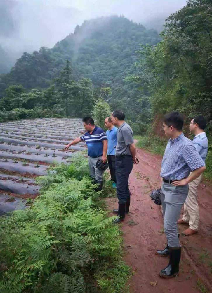 天冬种植成本及利润_天冬种植效益_天冬种植致富