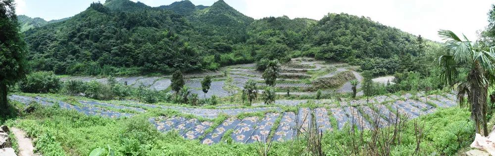 天冬种植效益_天冬种植成本及利润_天冬种植致富