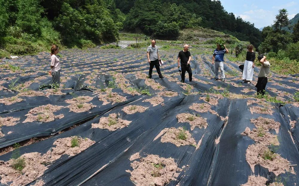 天冬种植致富_天冬种植成本及利润_天冬种植效益