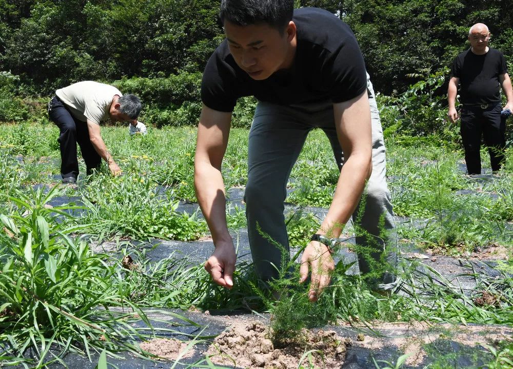 天冬种植成本及利润_天冬种植效益_天冬种植致富