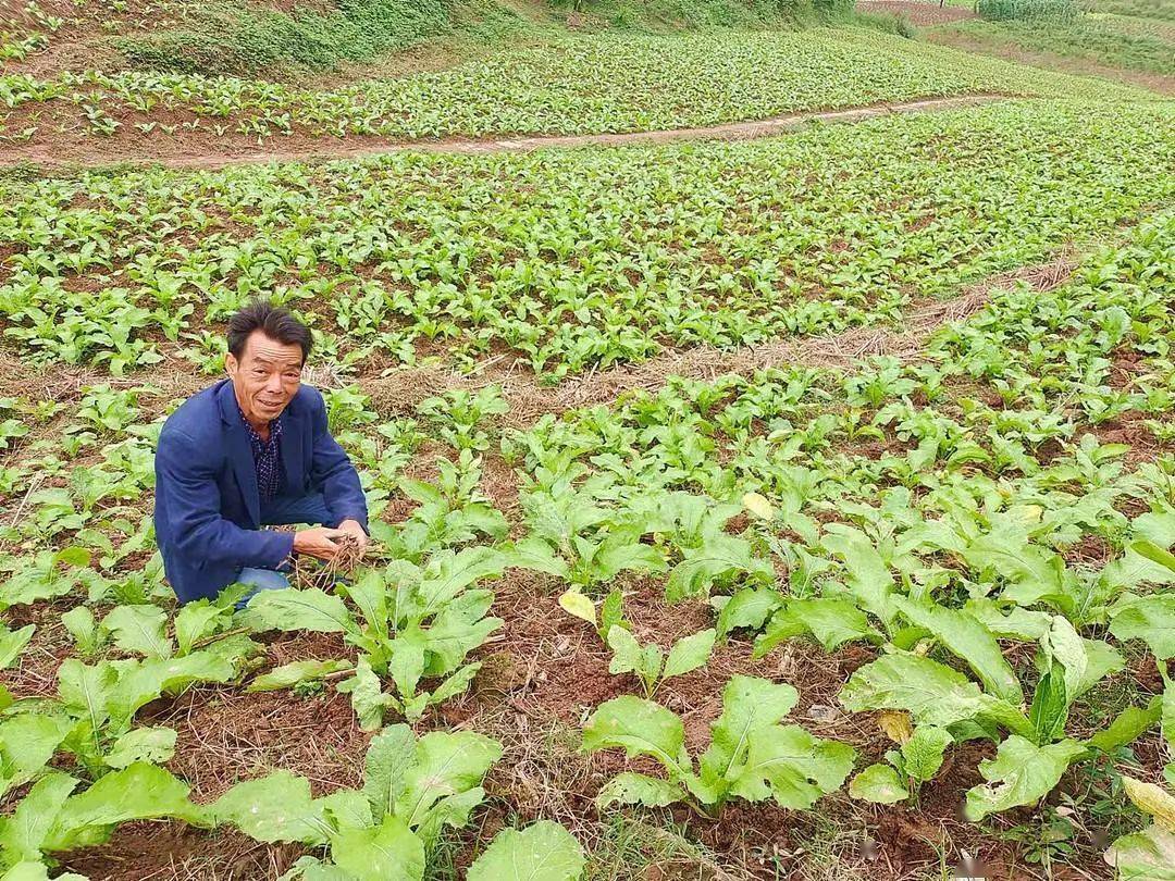 冬种大头菜 增收地不闲