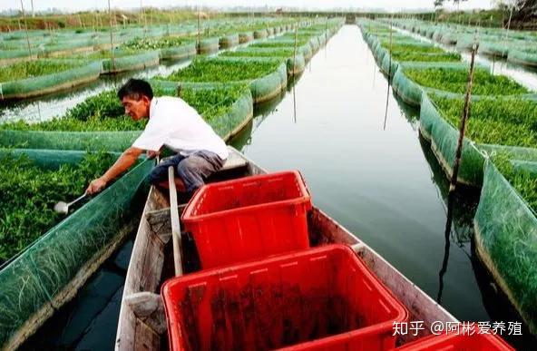 养泥鳅的网箱_网箱泥鳅养殖技术_养殖泥鳅网箱技术要求