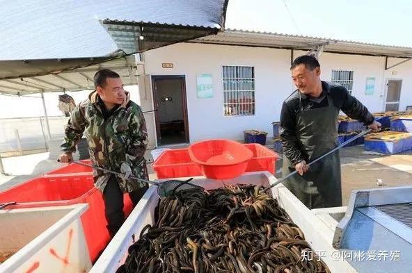 养殖泥鳅网箱技术要求_网箱泥鳅养殖技术_养泥鳅的网箱