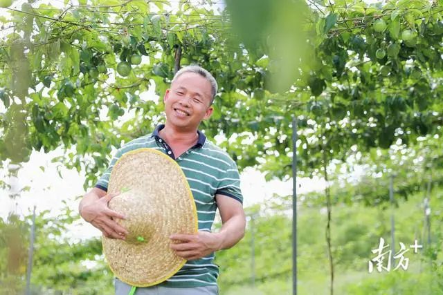 养殖致富项目牛_牛大力种植致富_致富养牛牛人