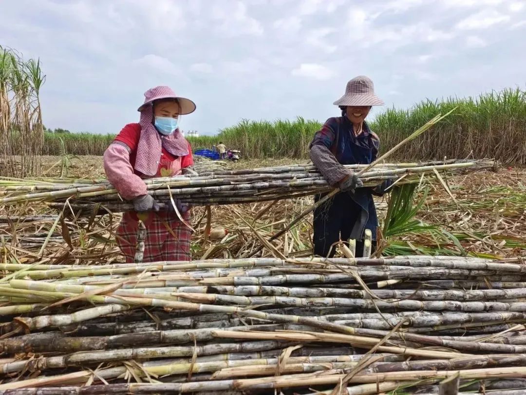 黔江甘蔗种植致富_甘蔗种植园_致富经甘蔗种植视频