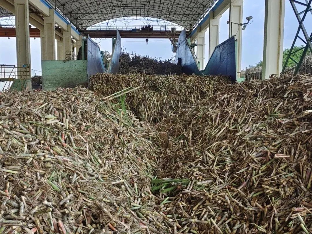 黔江甘蔗种植致富_致富经甘蔗种植视频_甘蔗种植园