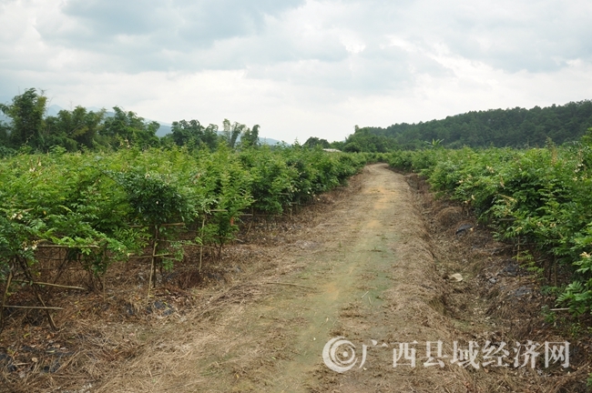 峒中镇永利达合作社牛大力种植地_副本