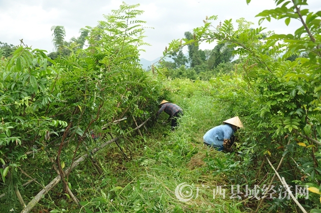 峒中镇村民正在进行锄草作业_副本