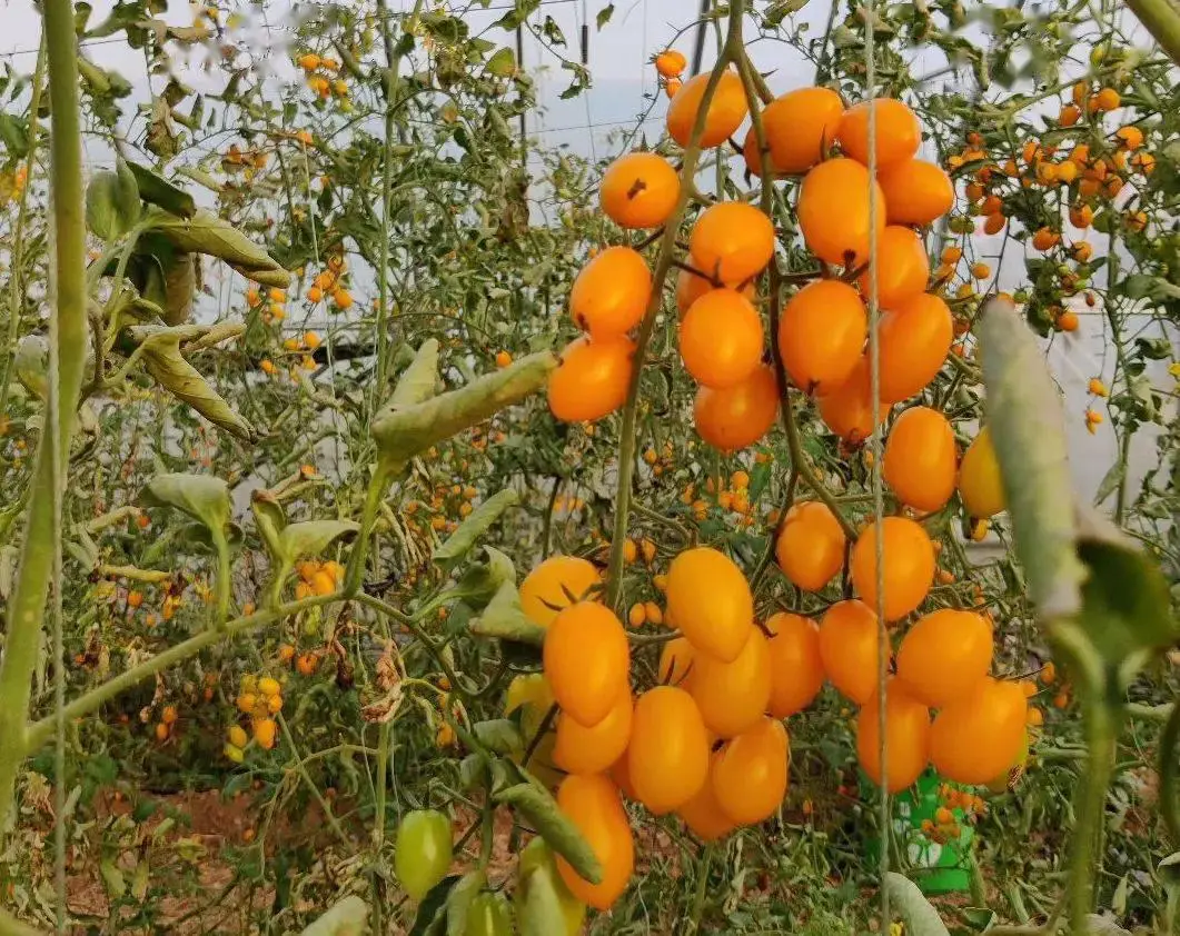 致富种植农村信息怎么写_农村致富信息种植_致富种植农村信息简报