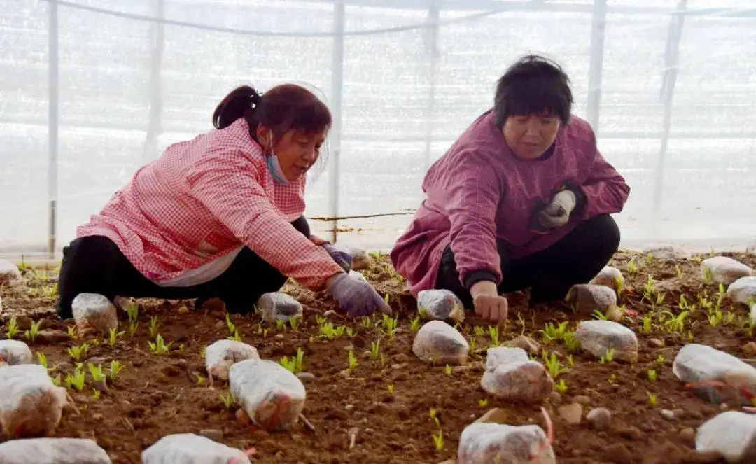 致富种植农村信息怎么写_农村致富信息种植_致富种植农村信息简报