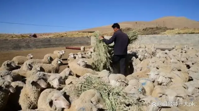 视频致富养殖羊是真的吗_致富经养殖羊视频_致富羊养殖视频