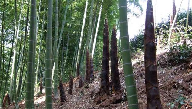 国外种植_海外种植致富项目_国外致富项目