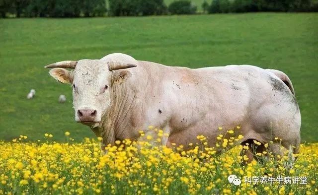 夏洛莱牛的养殖技术_夏洛莱牛养殖视频_夏洛莱牛生长速度