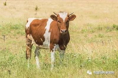 夏洛莱牛养殖技术视频_夏洛菜牛养殖视频_夏洛莱牛的养殖技术