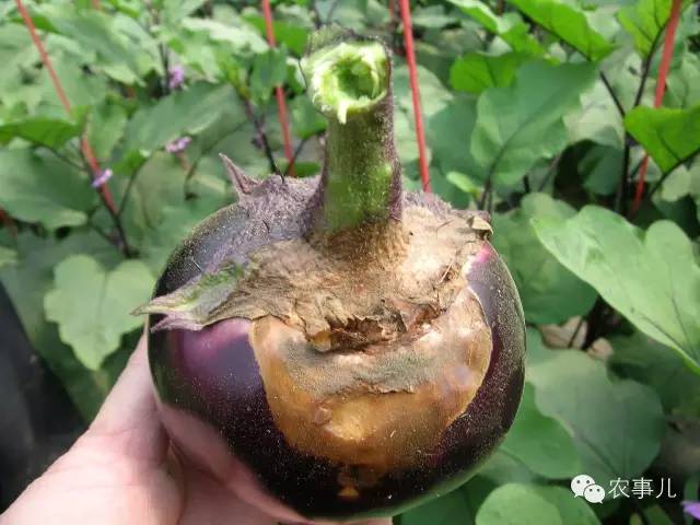 茄子家庭种植技术_室内种植茄子如何才能结果_茄子的室内种植技术