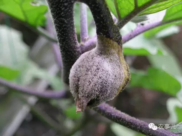 茄子的室内种植技术_茄子家庭种植技术_室内种植茄子如何才能结果