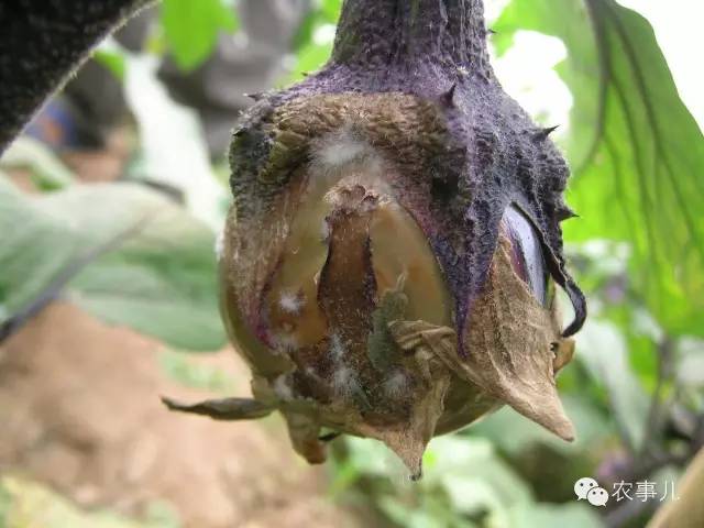 茄子的室内种植技术_室内种植茄子如何才能结果_茄子家庭种植技术