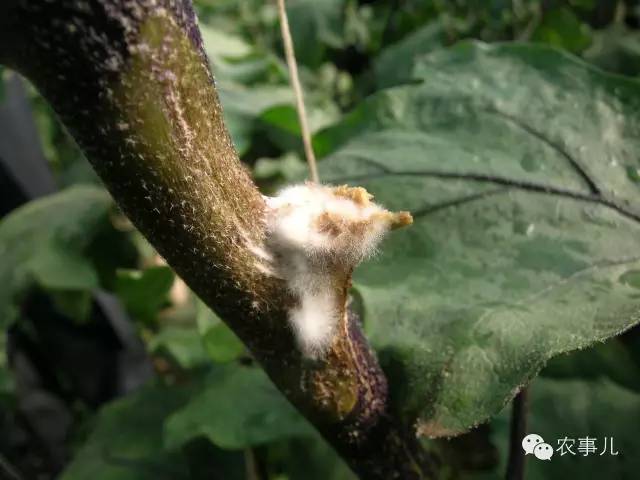 茄子的室内种植技术_室内种植茄子如何才能结果_茄子家庭种植技术